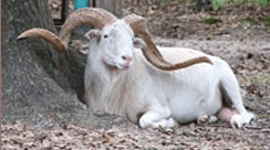 White Male Ram Sitting Alongside a Tree