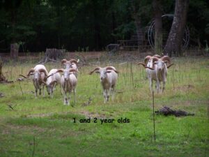 1 and 2 Year Old Rams
