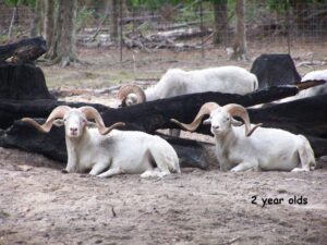 2 Year Old Rams Sitting