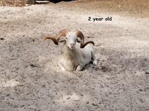 A 2 Year Old Ram