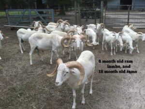 6 Months Old Ram Lambs and 18 Months Old Rams