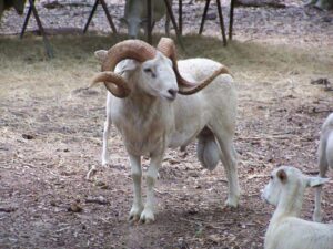 A Ram with Curled Horns