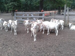 A Flock of White Rams Inside a Enclosure