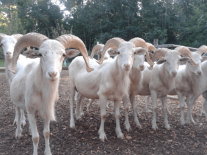 Flock of Rams Standing