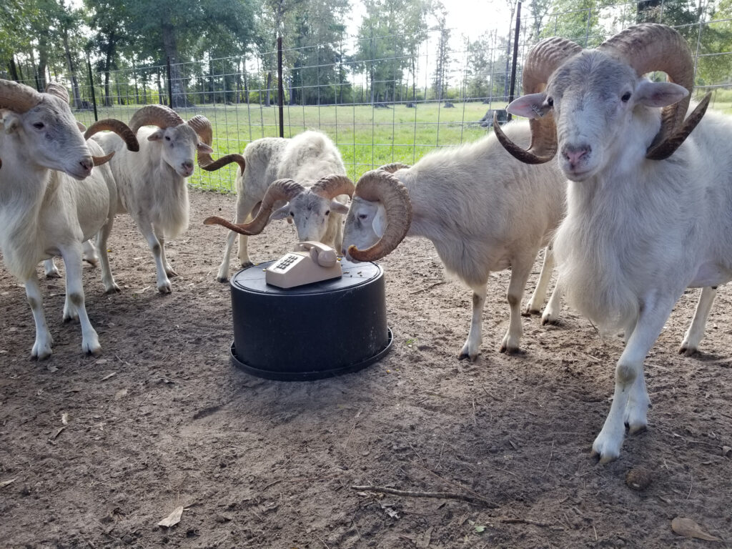 Multiple White Rams Standing Near a Telephone