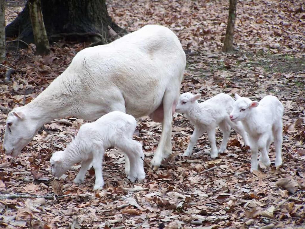 A White Ewe with Her Lambs