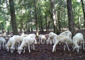 Group of Sheeps
