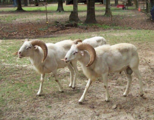Two Rams Walking