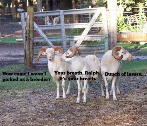Conceptual Imaginary Image of White Lambs Talking