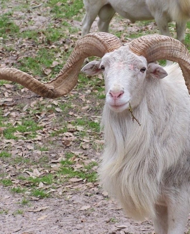 White Ram with Curly horns