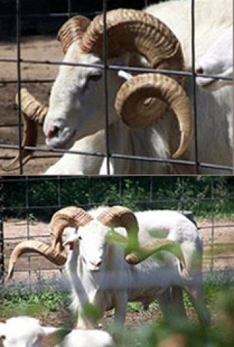 Collage of Rams
